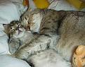 Clicca sull'immagine per ingrandirla. 

Nome:   a_115 gatti a letto abbracciati.jpg 
Visite: 24 
Dimensione: 37.0 KB 
ID: 118460