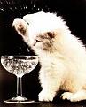 Clicca sull'immagine per ingrandirla. 

Nome:   images gatto champagne.jpeg 
Visite: 25 
Dimensione: 8.4 KB 
ID: 127397